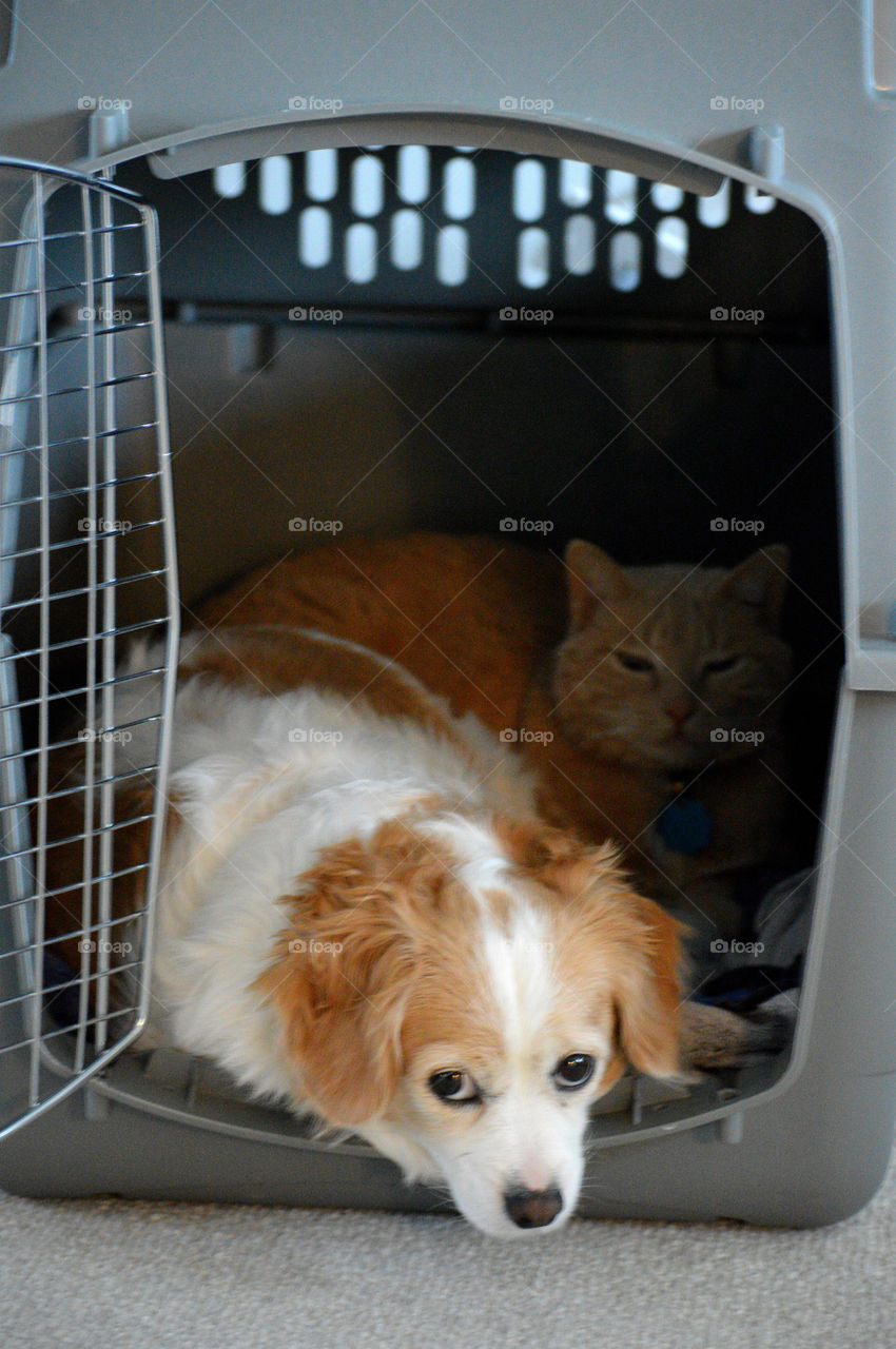 Valerie and Mr. Whiskers often share a kennel. They are great friends. 