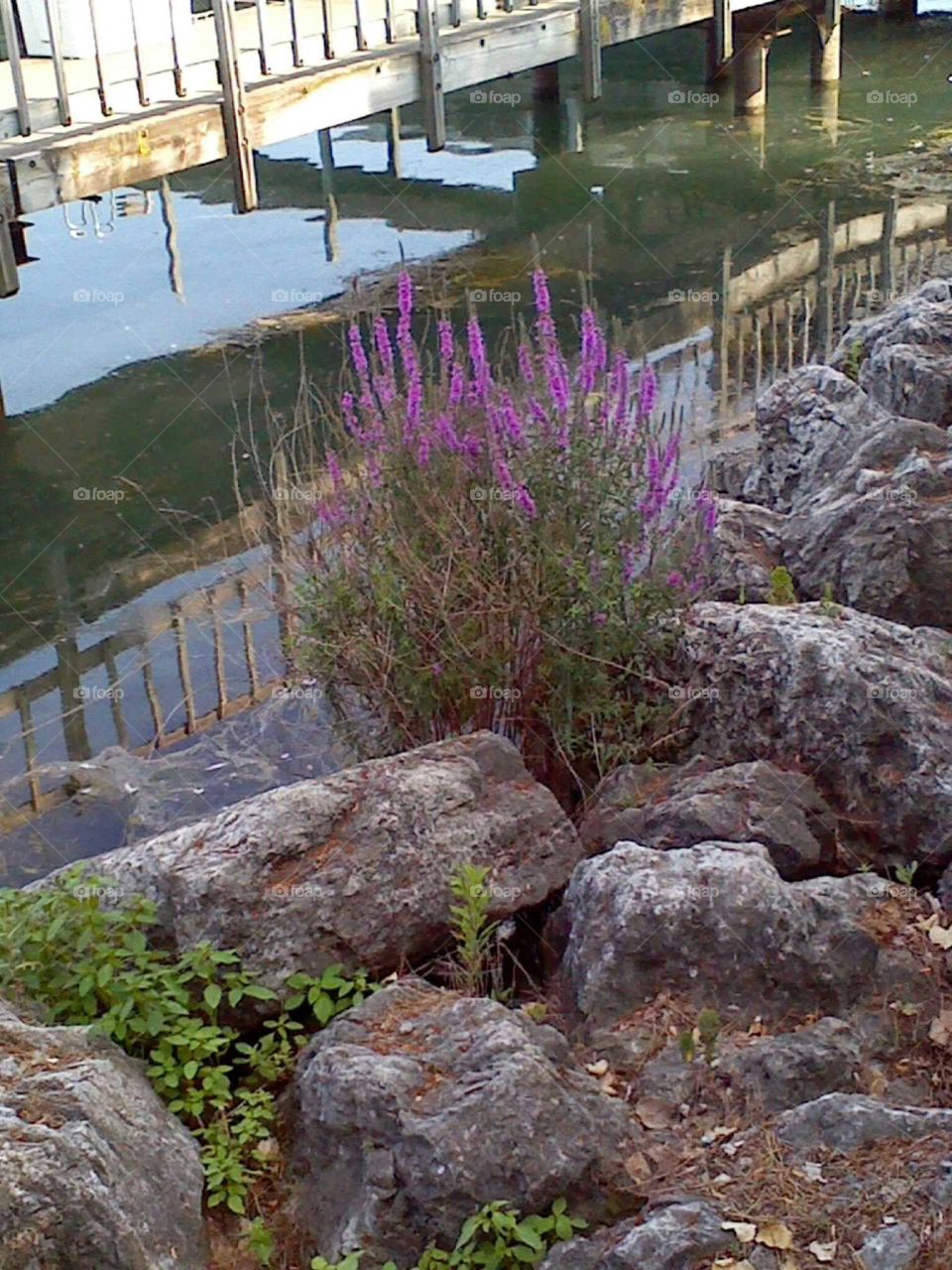 Wildflowers at the harbor
