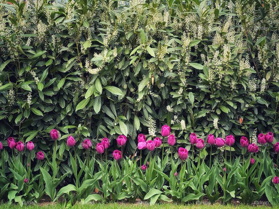 Row of purple tulips in front of an itea hedge