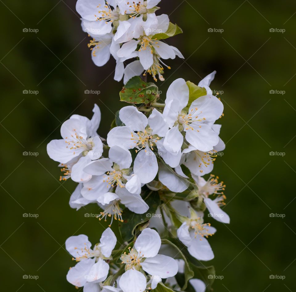 A blossom covered bough hangs from an apple tree