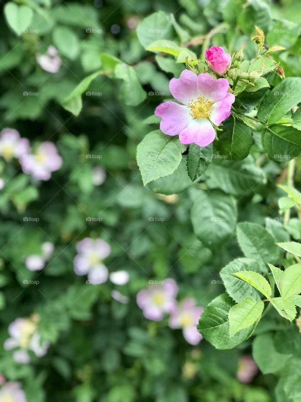 Delicate pink blossoms 