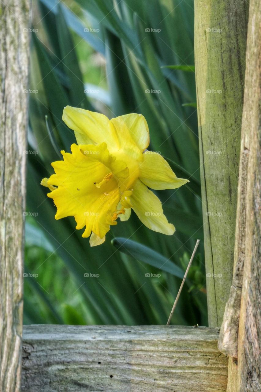 Yellow daffodil