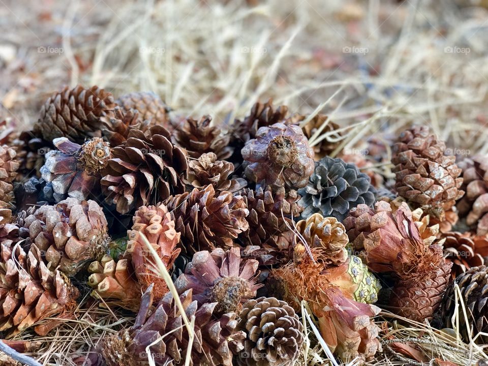 Pine cones 