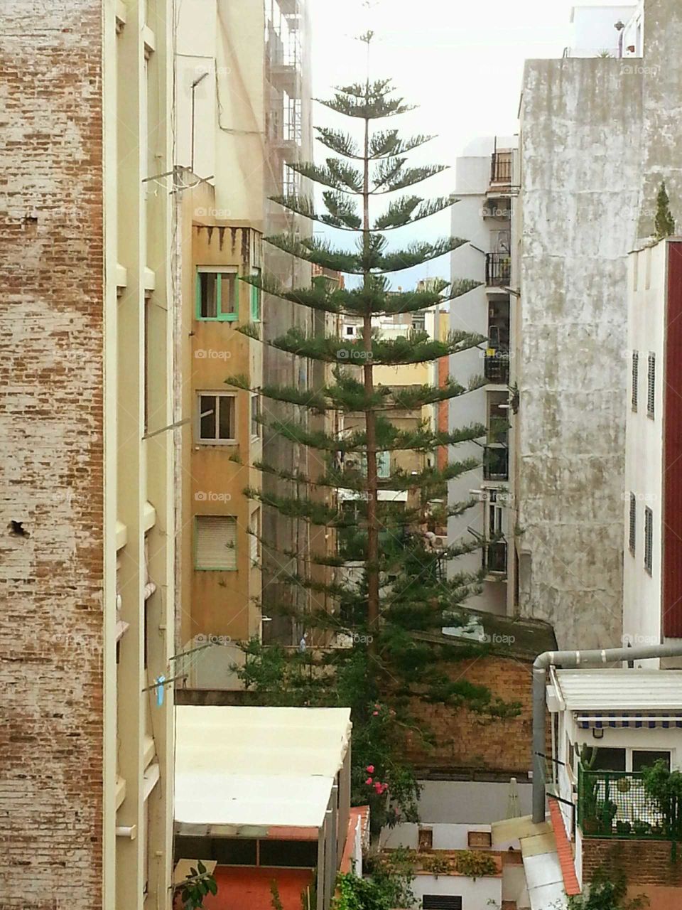 The tree between buildings