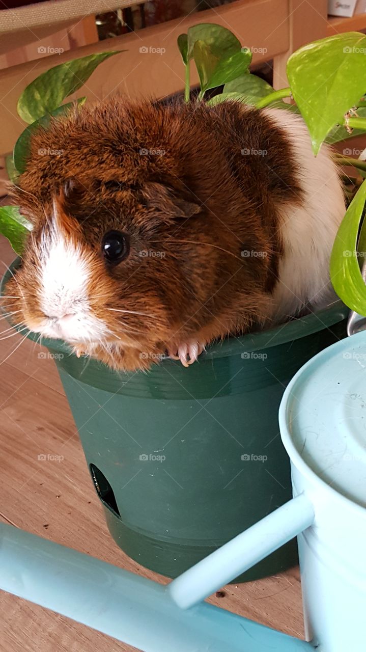 Close-up of guinea pig on plant pot