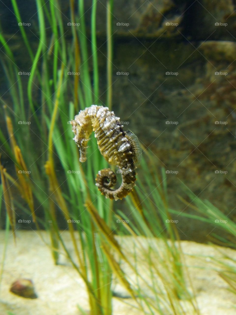 Seahorse 