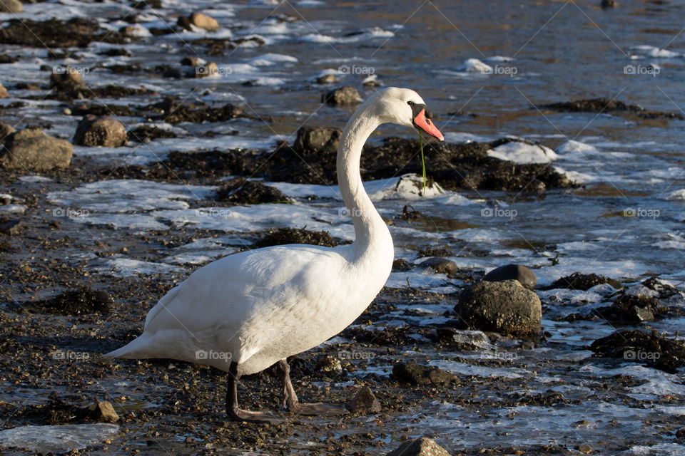 Beautiful white swan standing on frozen icy beach by the sea on a fair winter day - en vacker vit svan står på isig frusen strand vid havet en fin vinterdag, västkusten Sverige 
