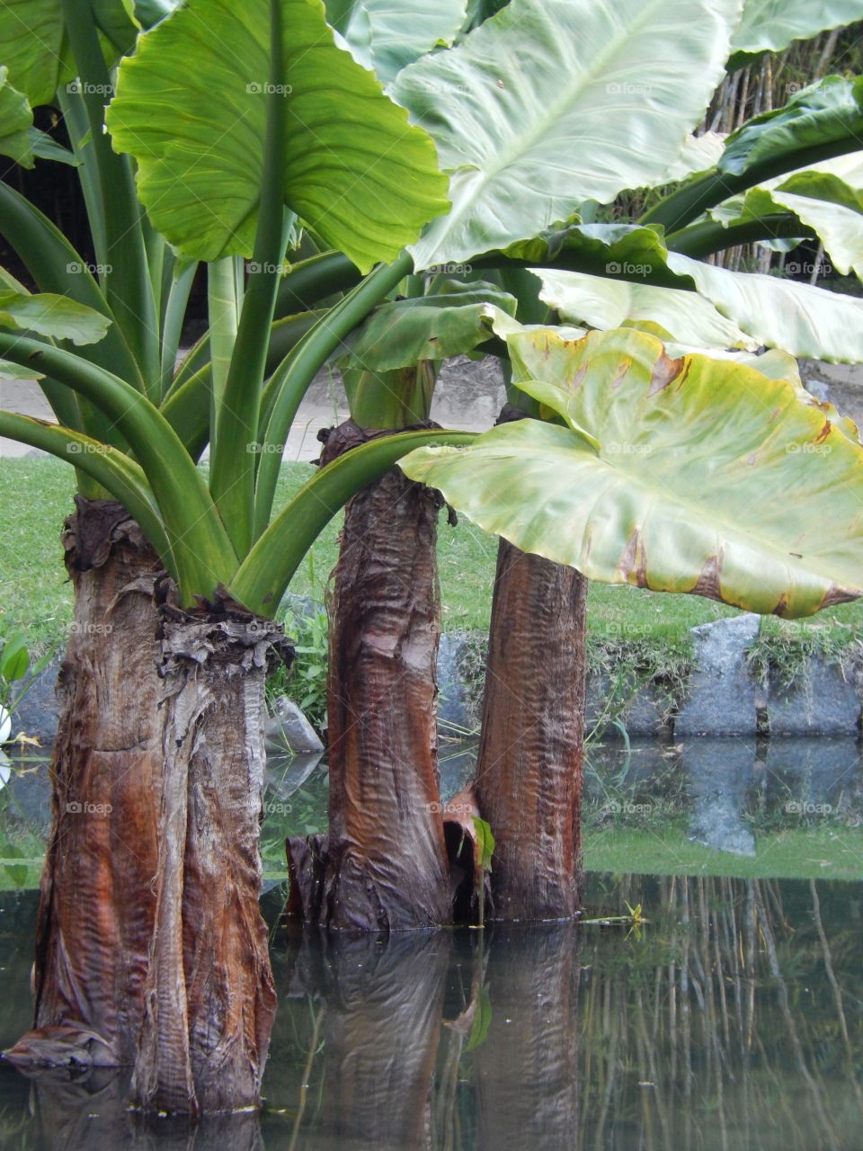 Green Mirror . Vegetation and its reflect on a lake. Botanic Garden in Rio de Janeiro.