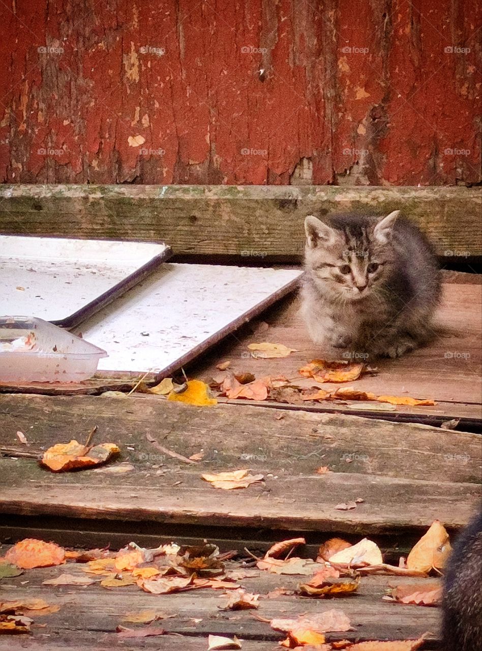 Autumn.  A gray kitten sits on the porch of an old abandoned wooden house.  Yellow autumn leaves around the kitten