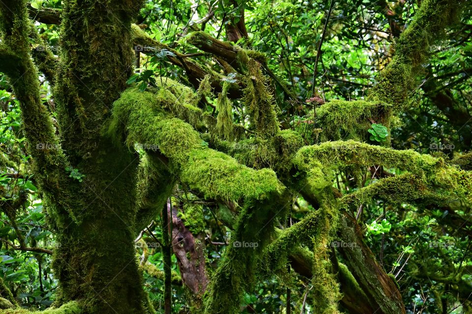 relict forest of garajonay national park on la gomera canary island in Spain