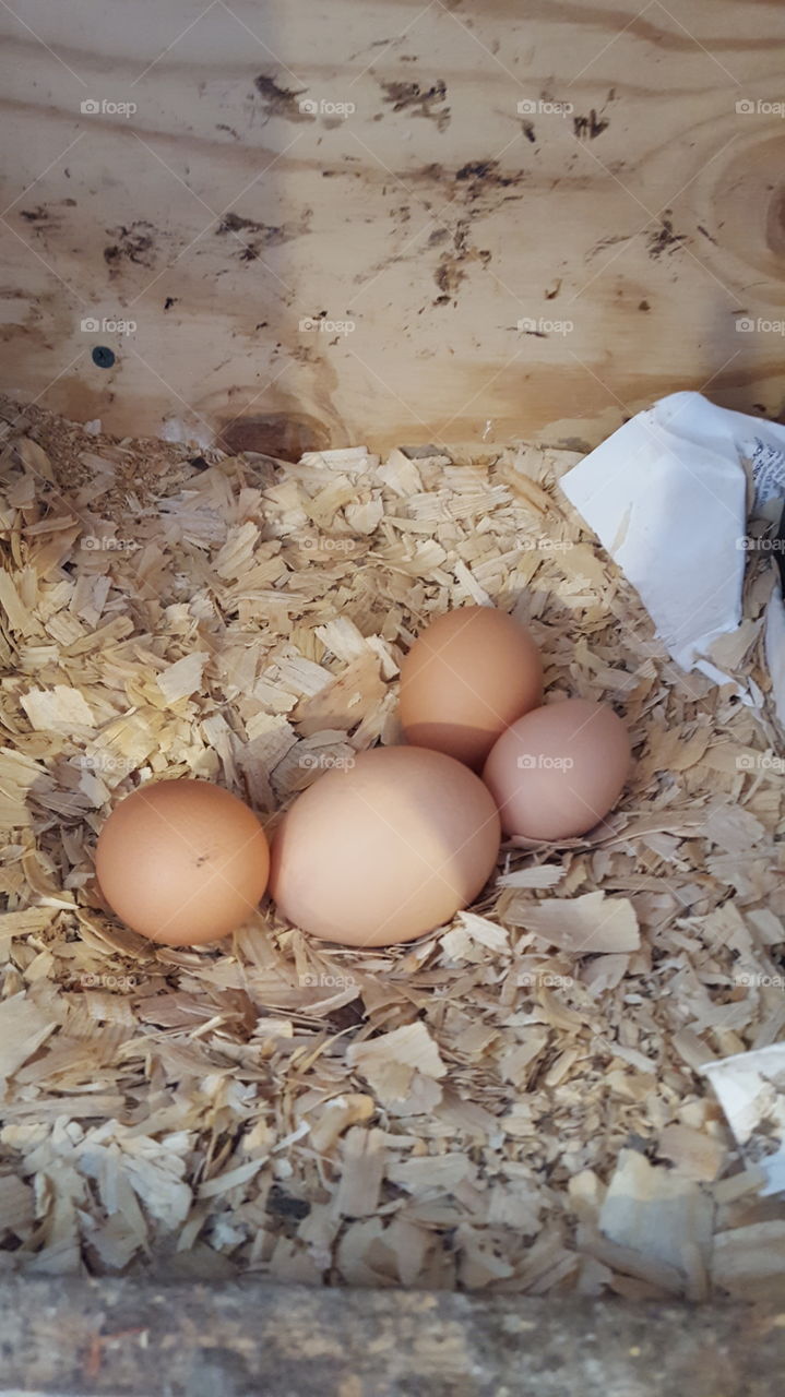 very large farm brown egg in nest