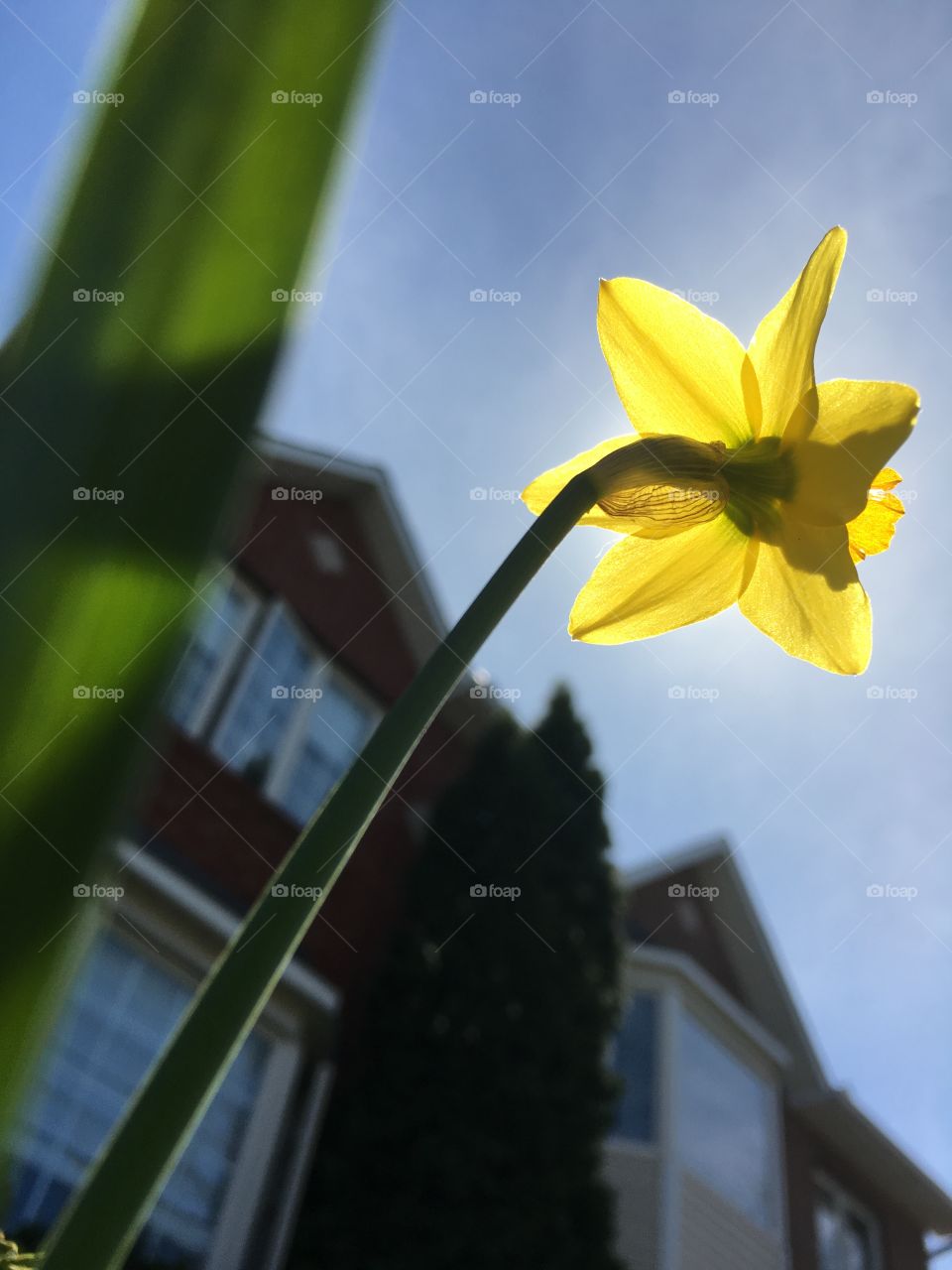 Daffodil
