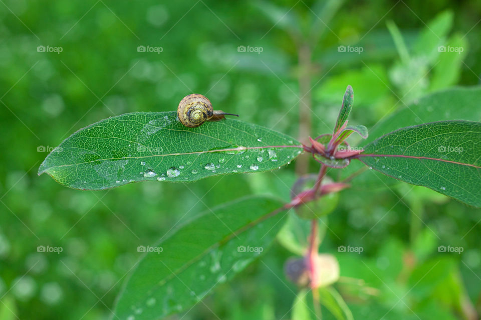 snail on a leaf