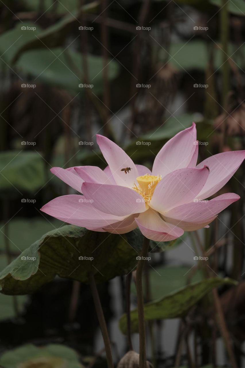 Lotus flower blooming in summer pond with green leaves as background.