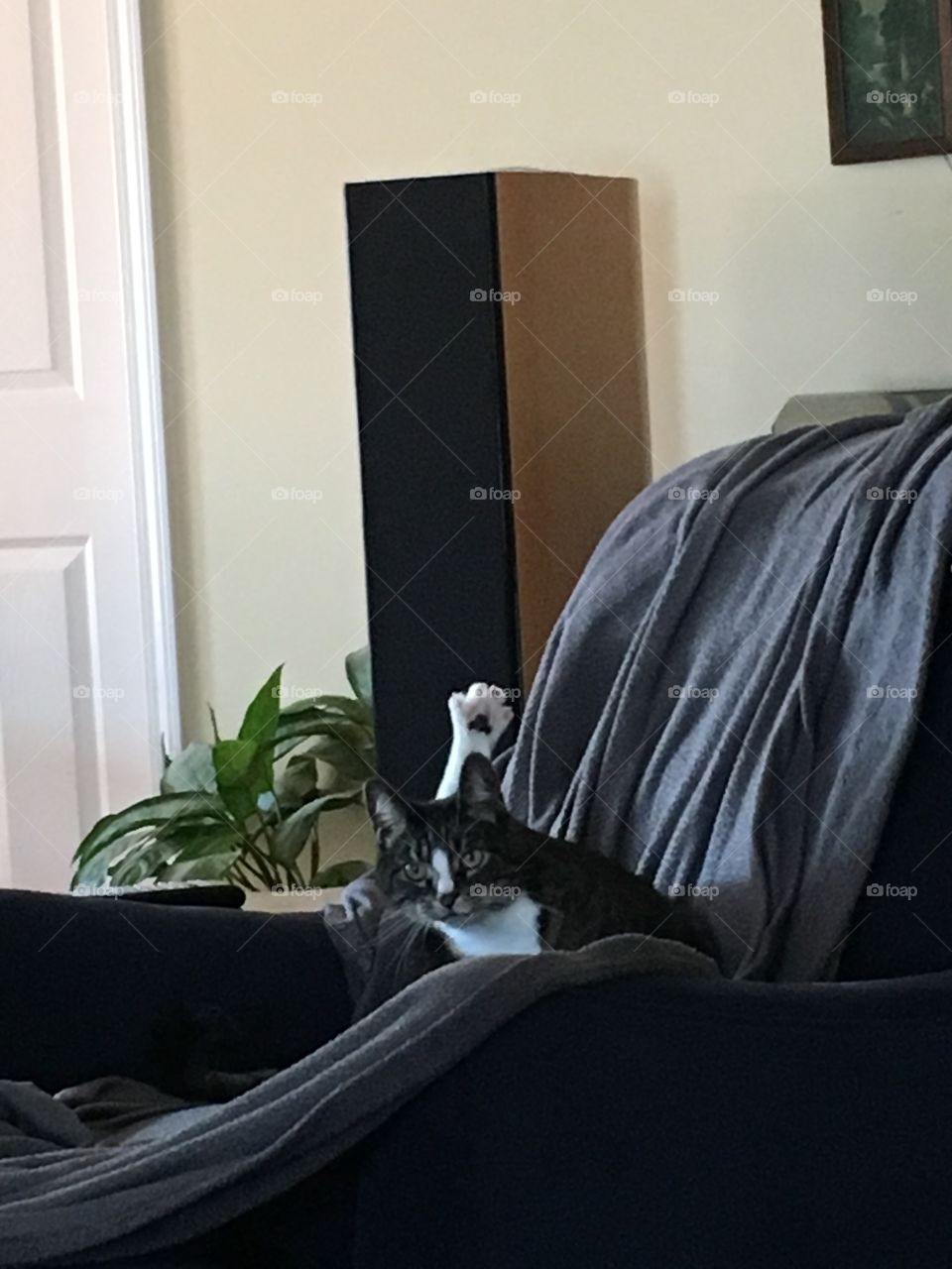 Cat with leg up in chair