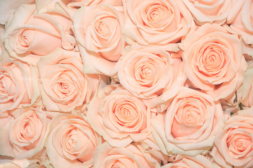A bouquet of delicate roses closeup