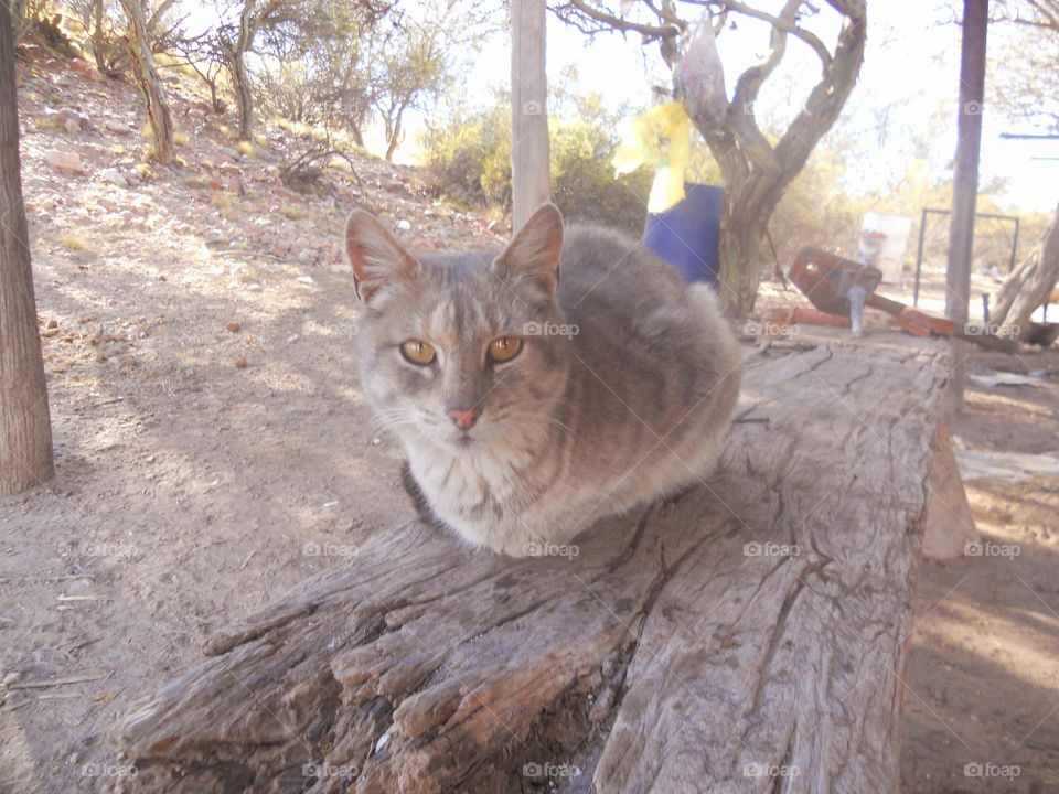 actitud del gato