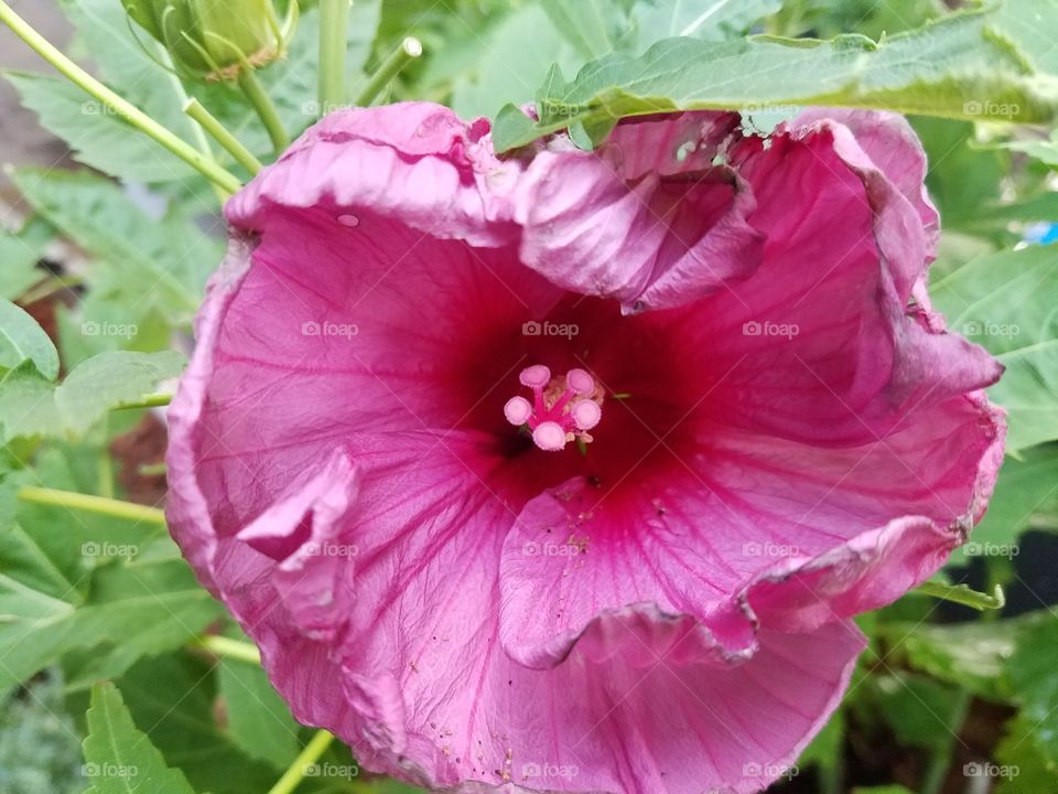 first hibiscus flower of the year