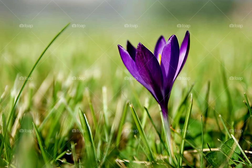 Close up on a deep purple crocus blossoming in the middle of a green meadow in Suscinio's castle park