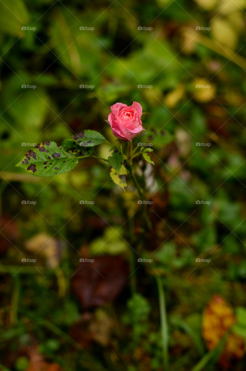 Pink rose