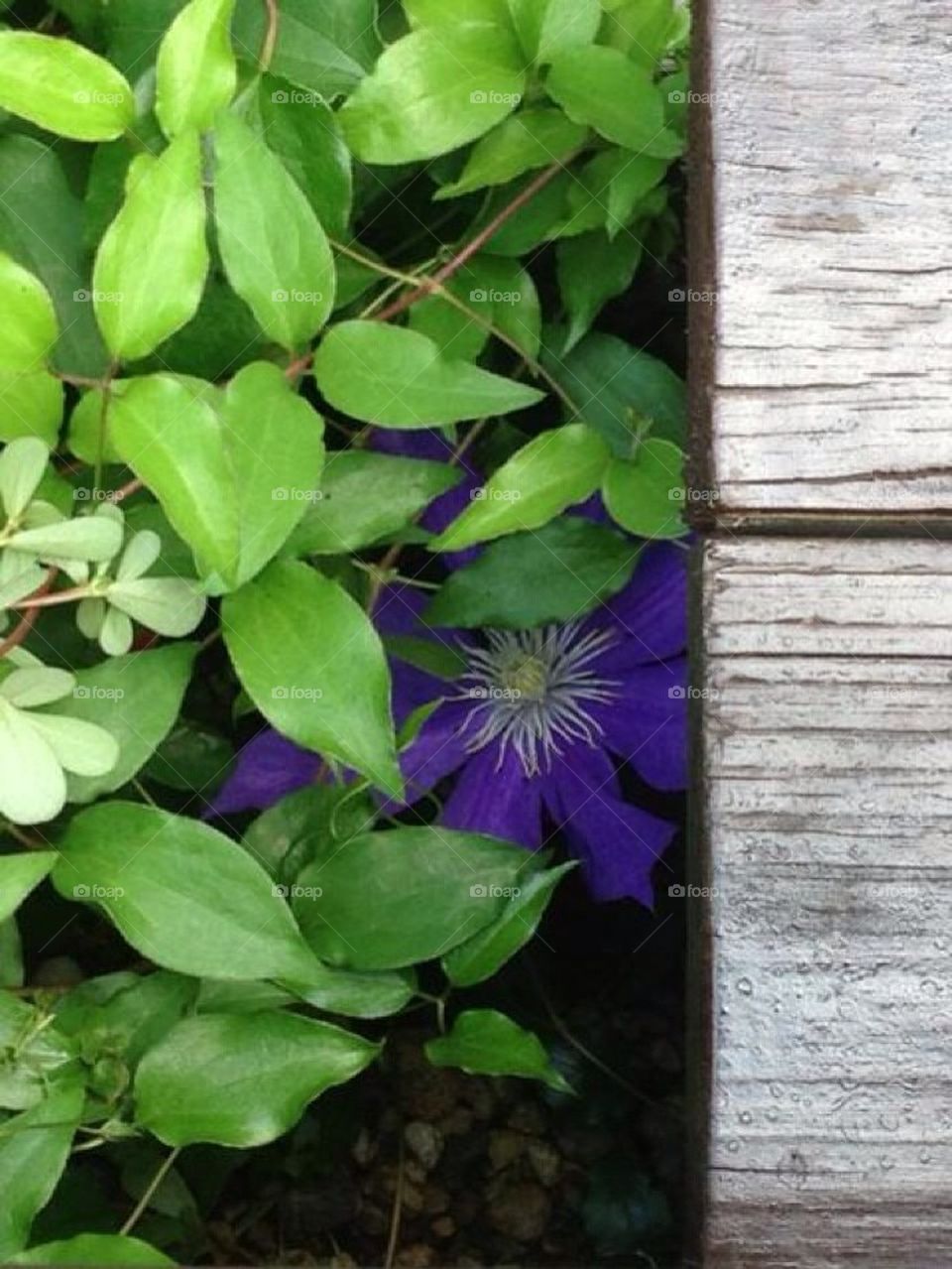 Purple Clematis