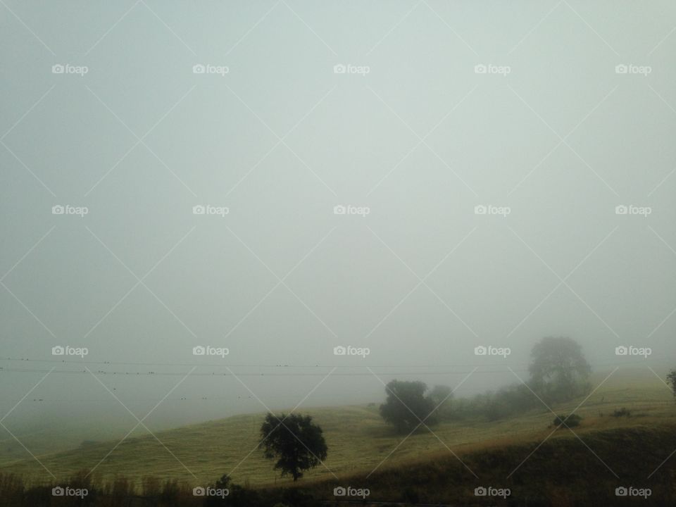 Fog, Landscape, Mist, Tree, Sky