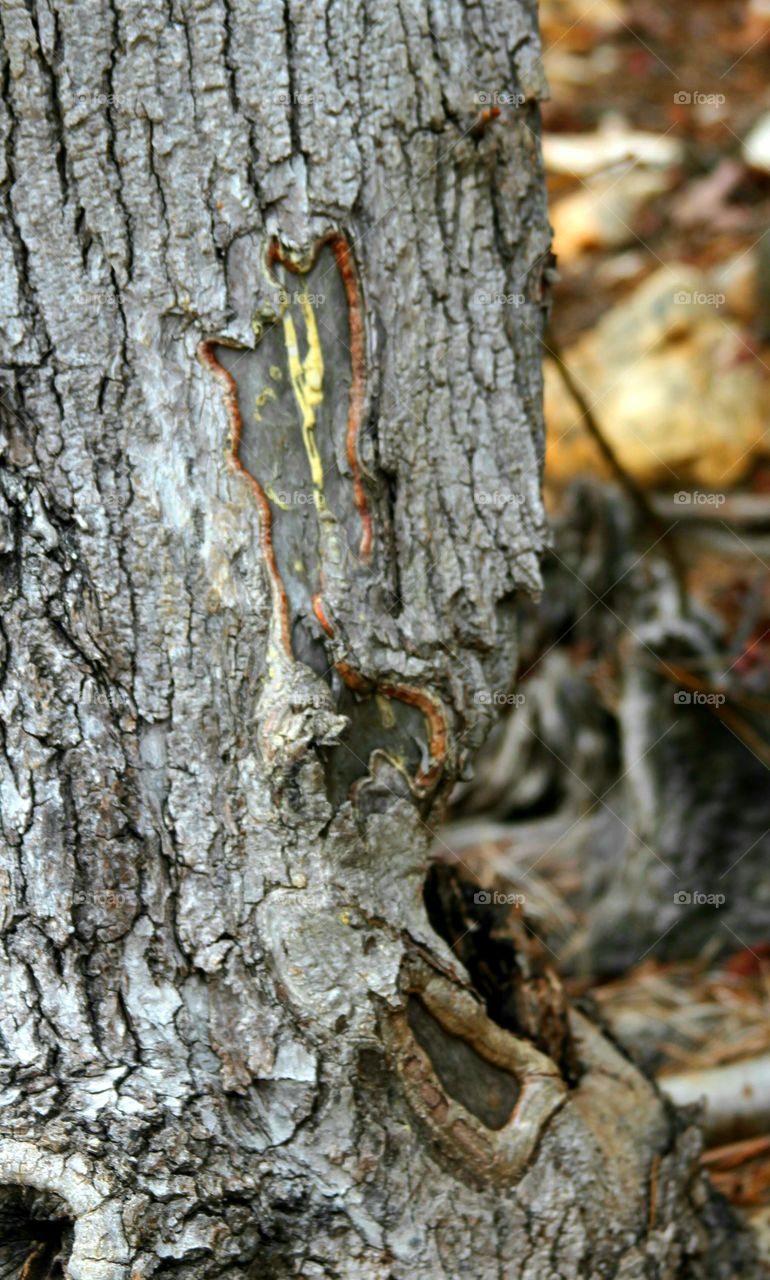 tree trunk