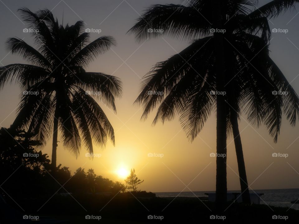 Hawaiian Palm Trees at Sunset