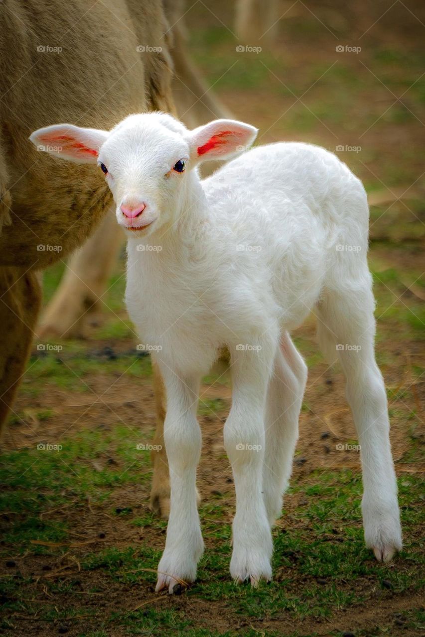 Fleece as White as Snow