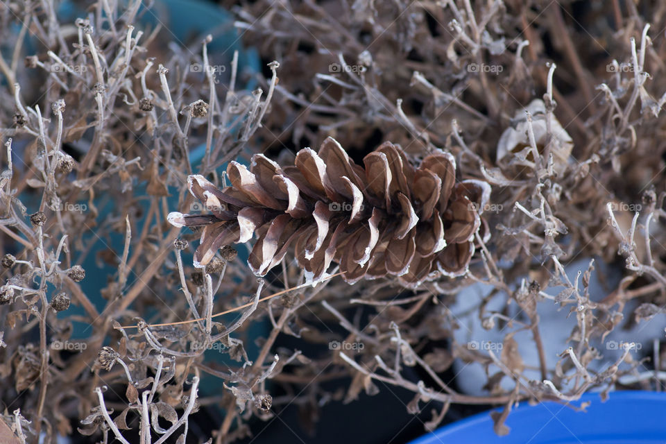 Pine cone