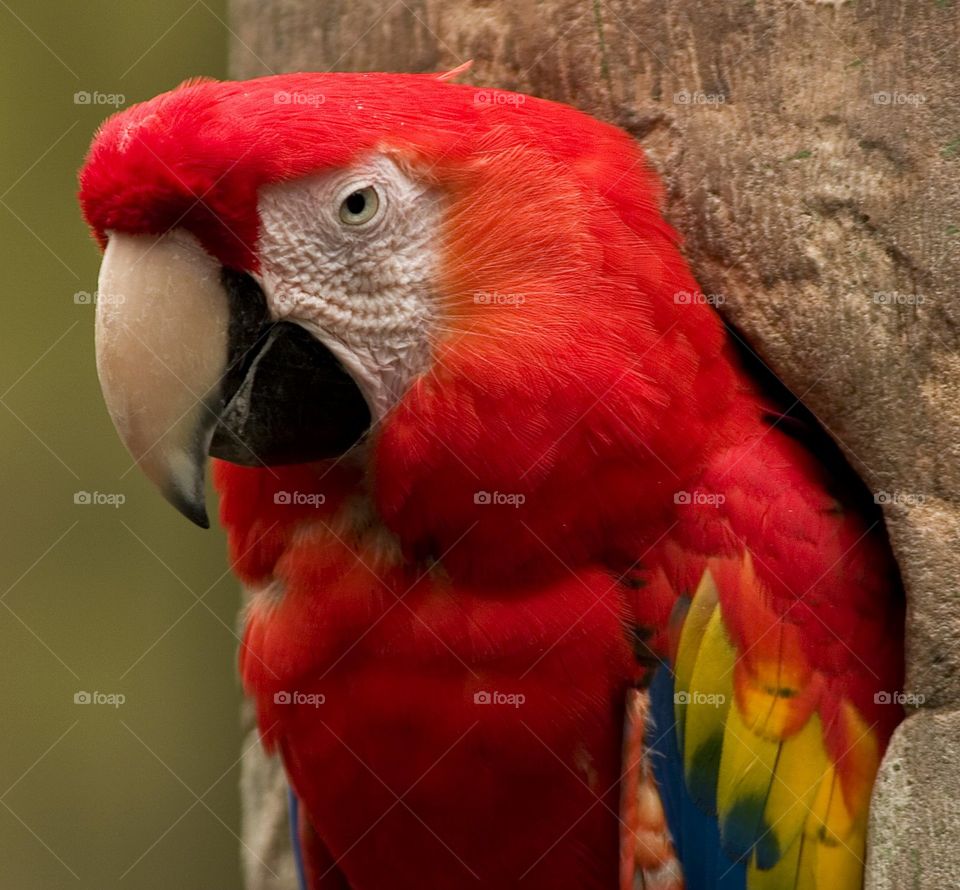 Parrot, posing for the camera.