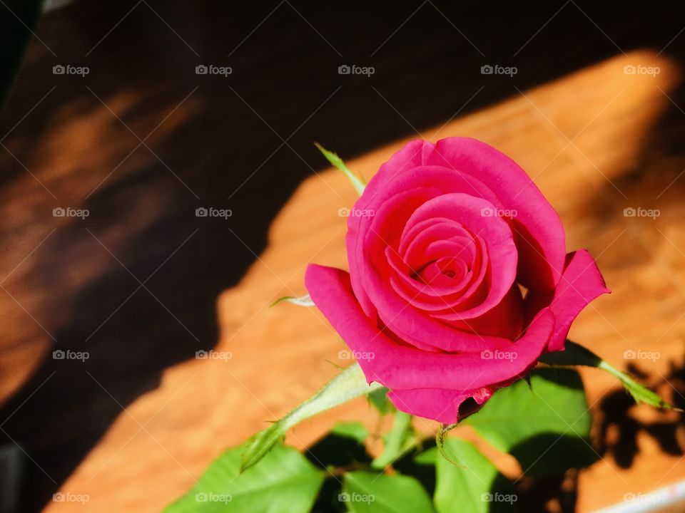 Good Morning Pink Rose