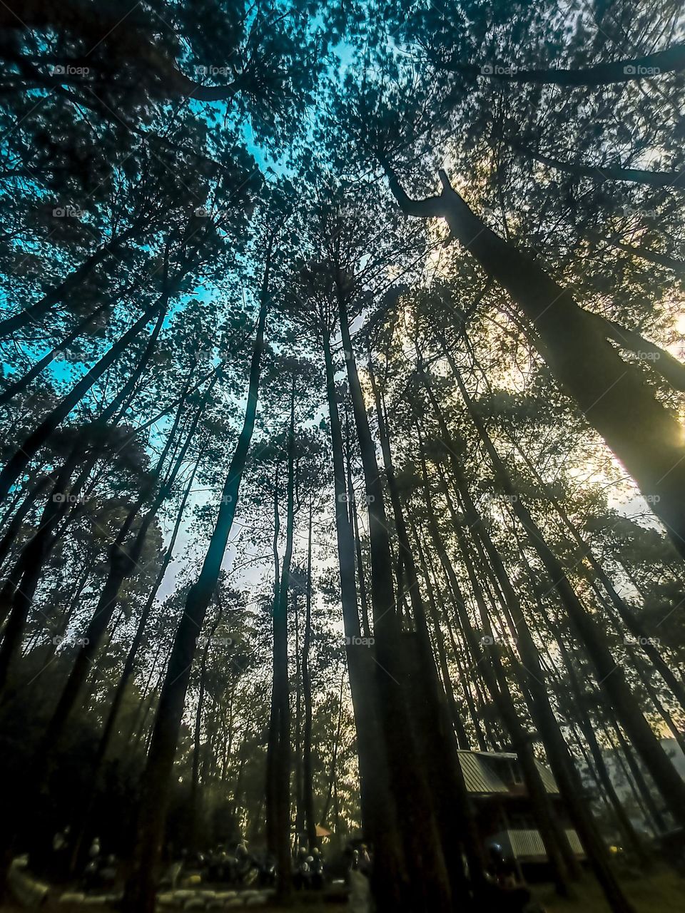 pine forest is very comfortable for camping