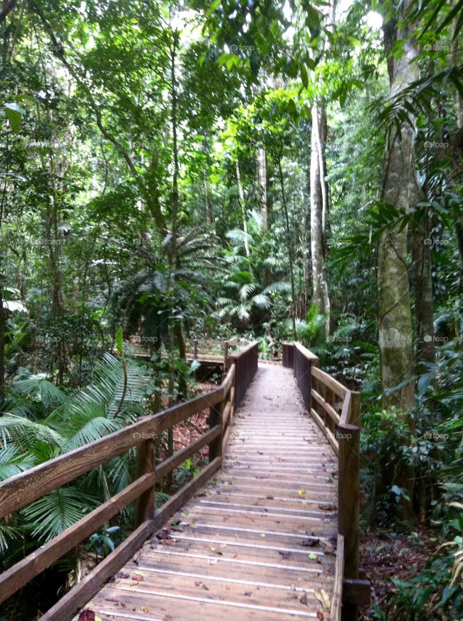 Daintree Rainforest - Far North Queensland 
