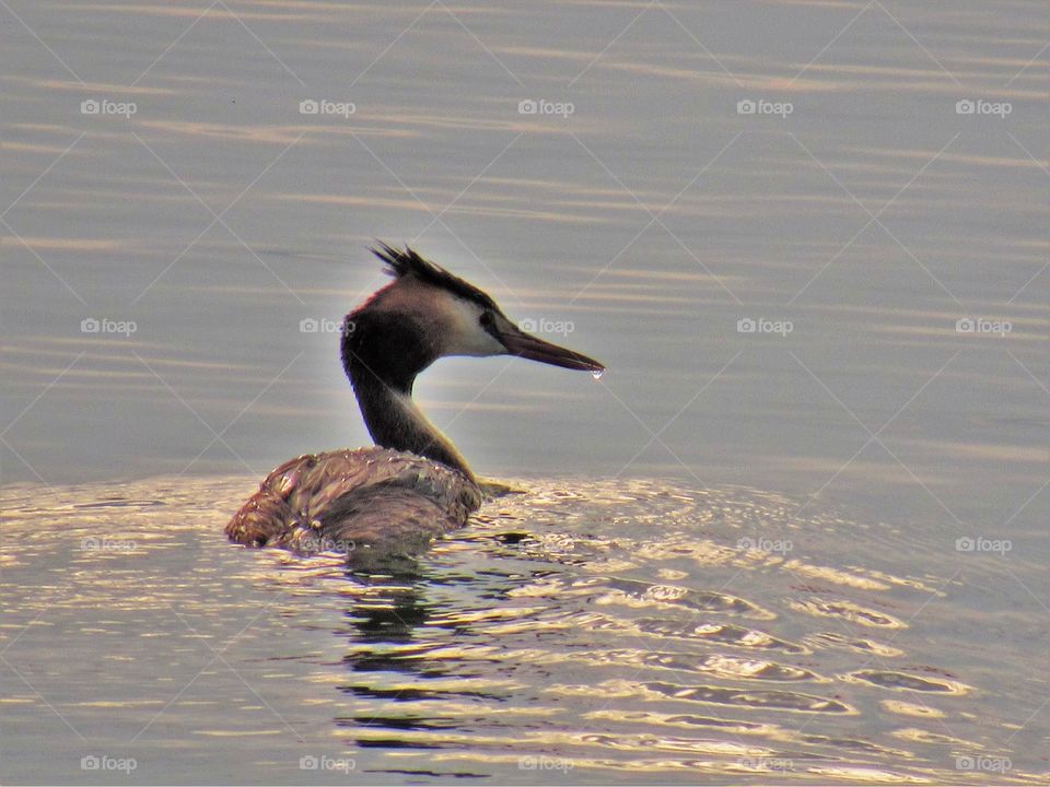 Grebe