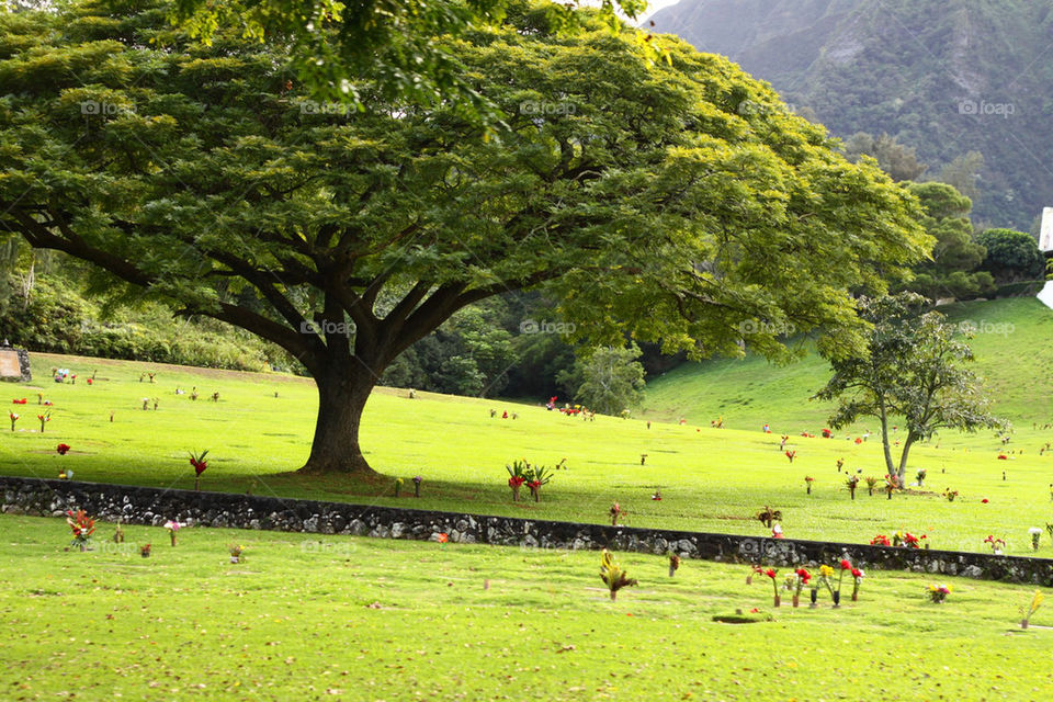 green tree umbrella oahu by lmtrent