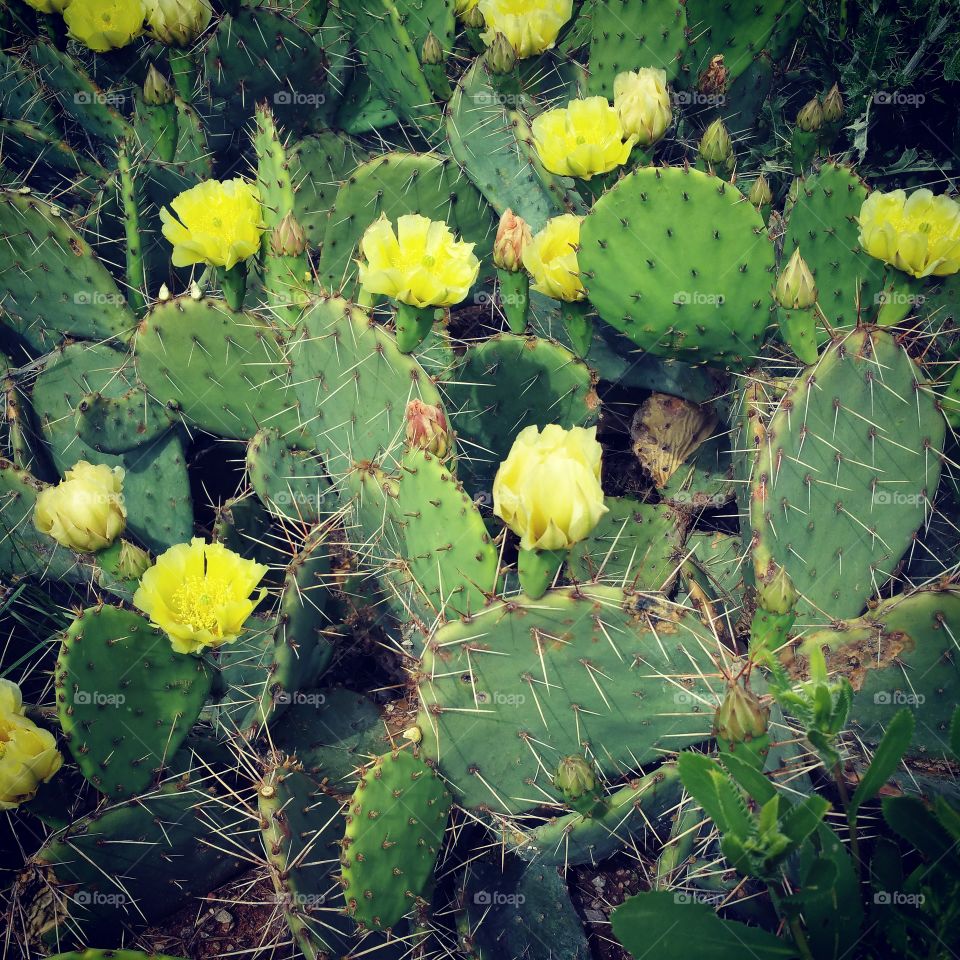 Cactus flowers 