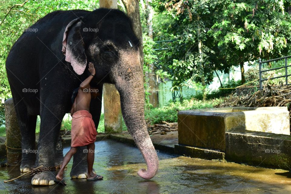 young elephant and its caretaker at elephant museum