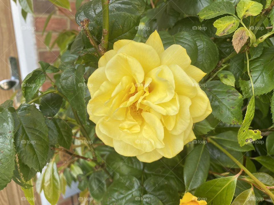 Yellow rose