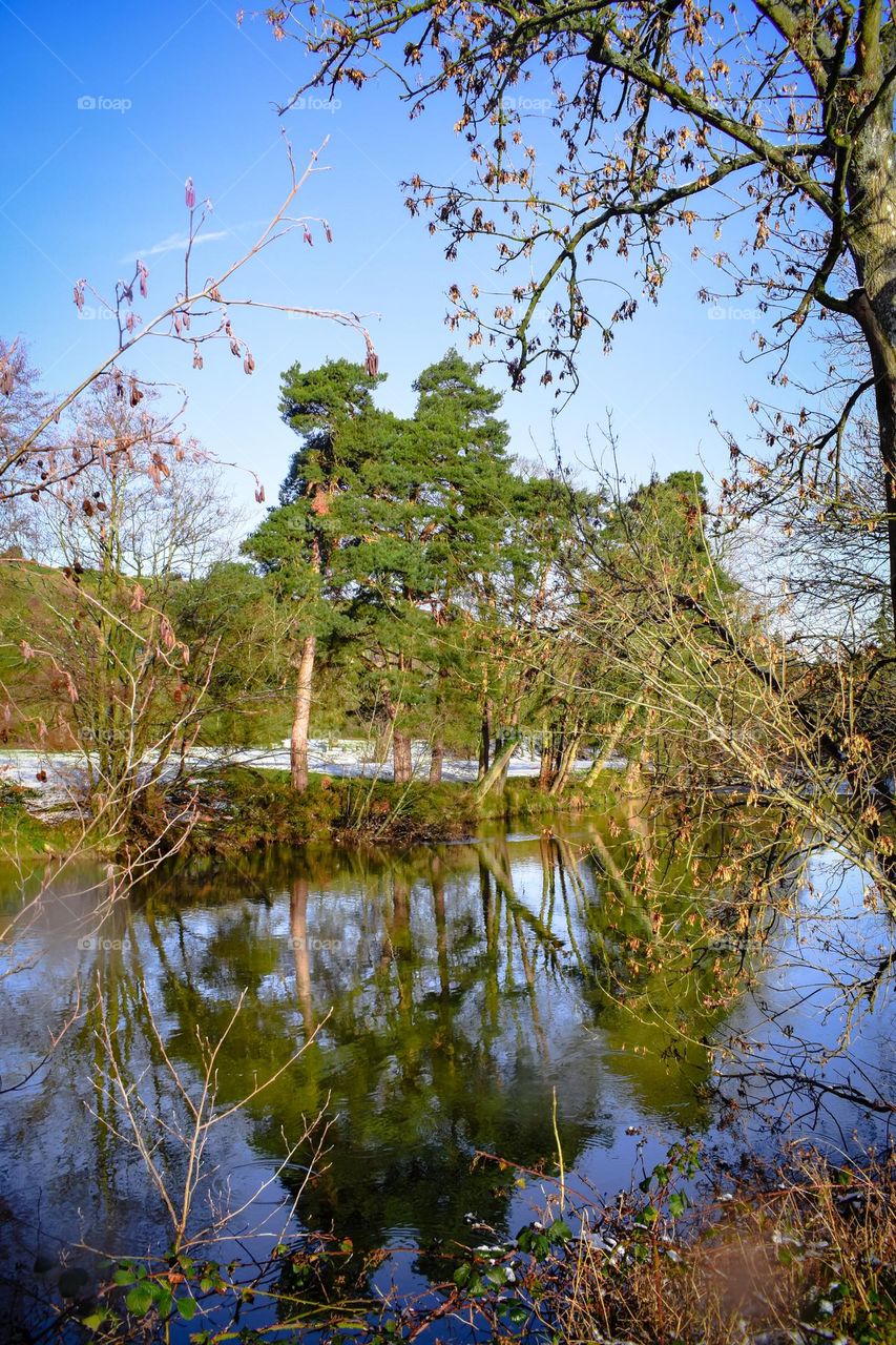 pine trees by the river