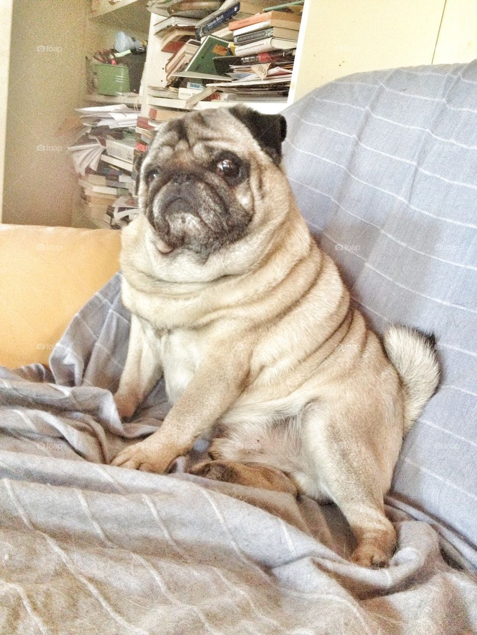 pug in sofa