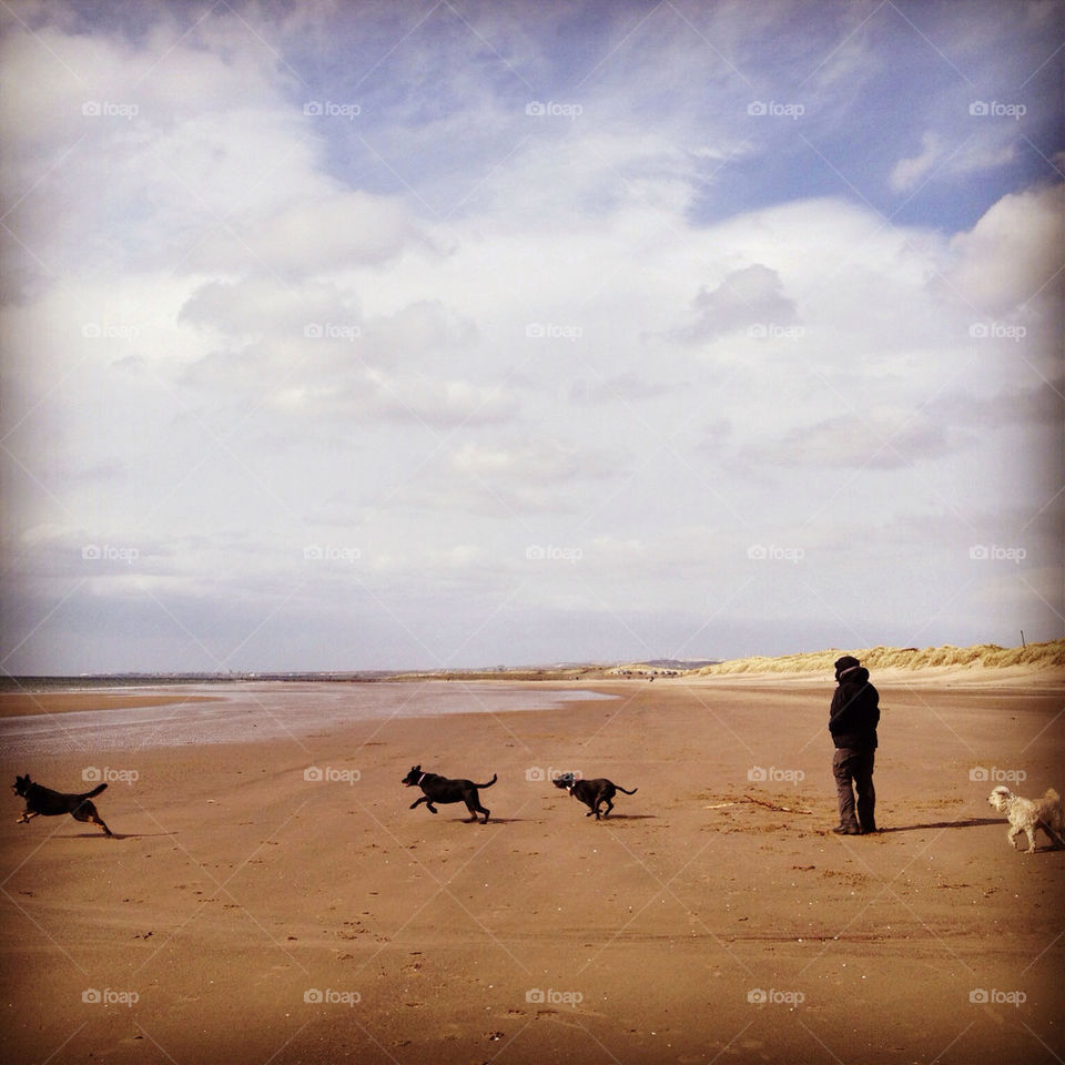 Person and dogs on a beach