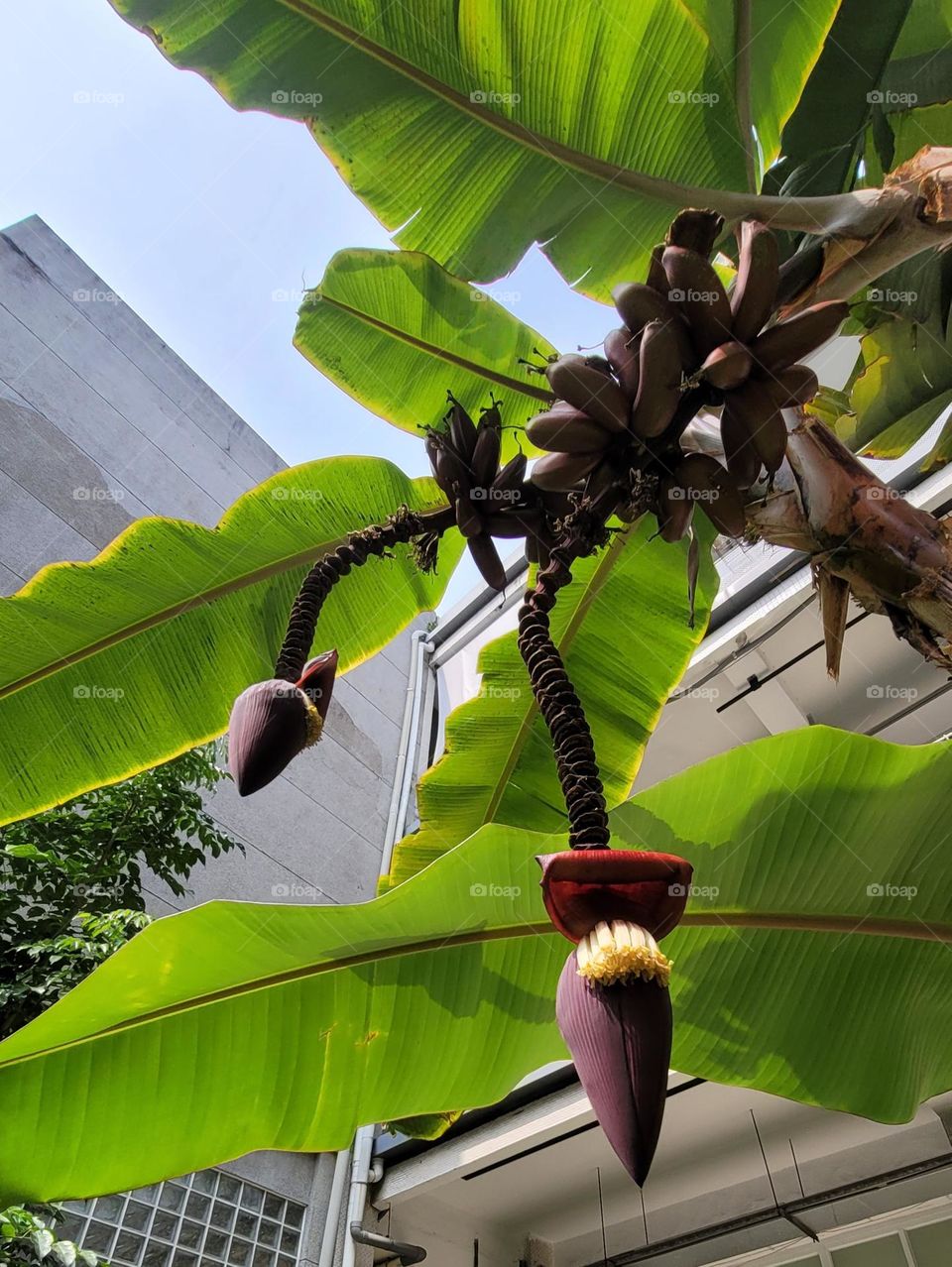 The banana tree is blooming and bearing fruit.