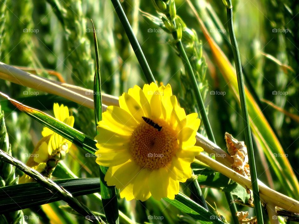 yellow and pretty