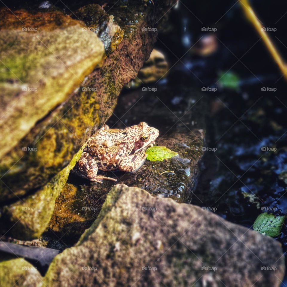 Frog on a Stone in a Serene Pond
