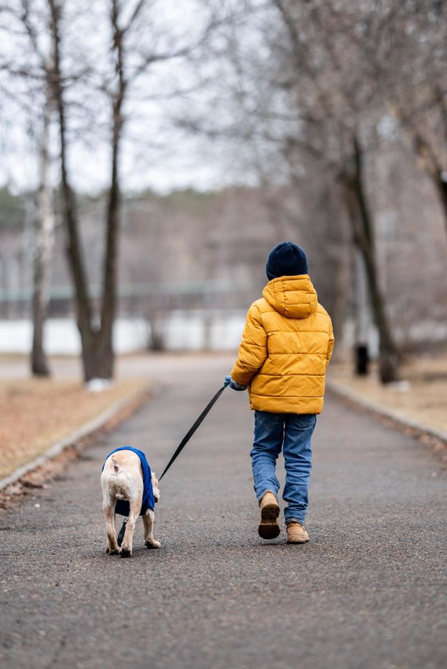 A boy in yellow jacket walks with his dog. Cocker spaniel walking outdoors