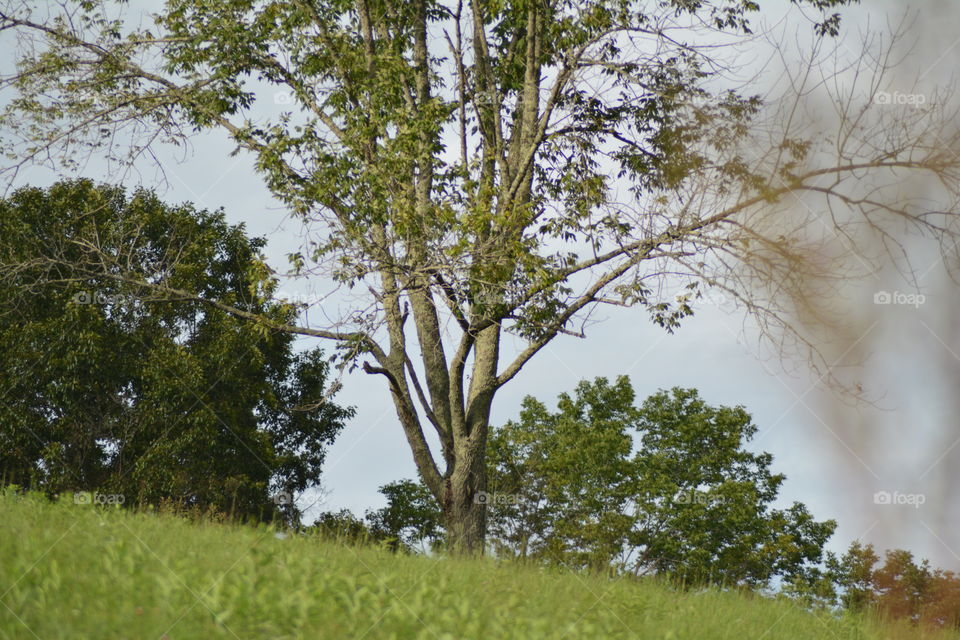 Landscape, Tree, Wood, Nature, No Person