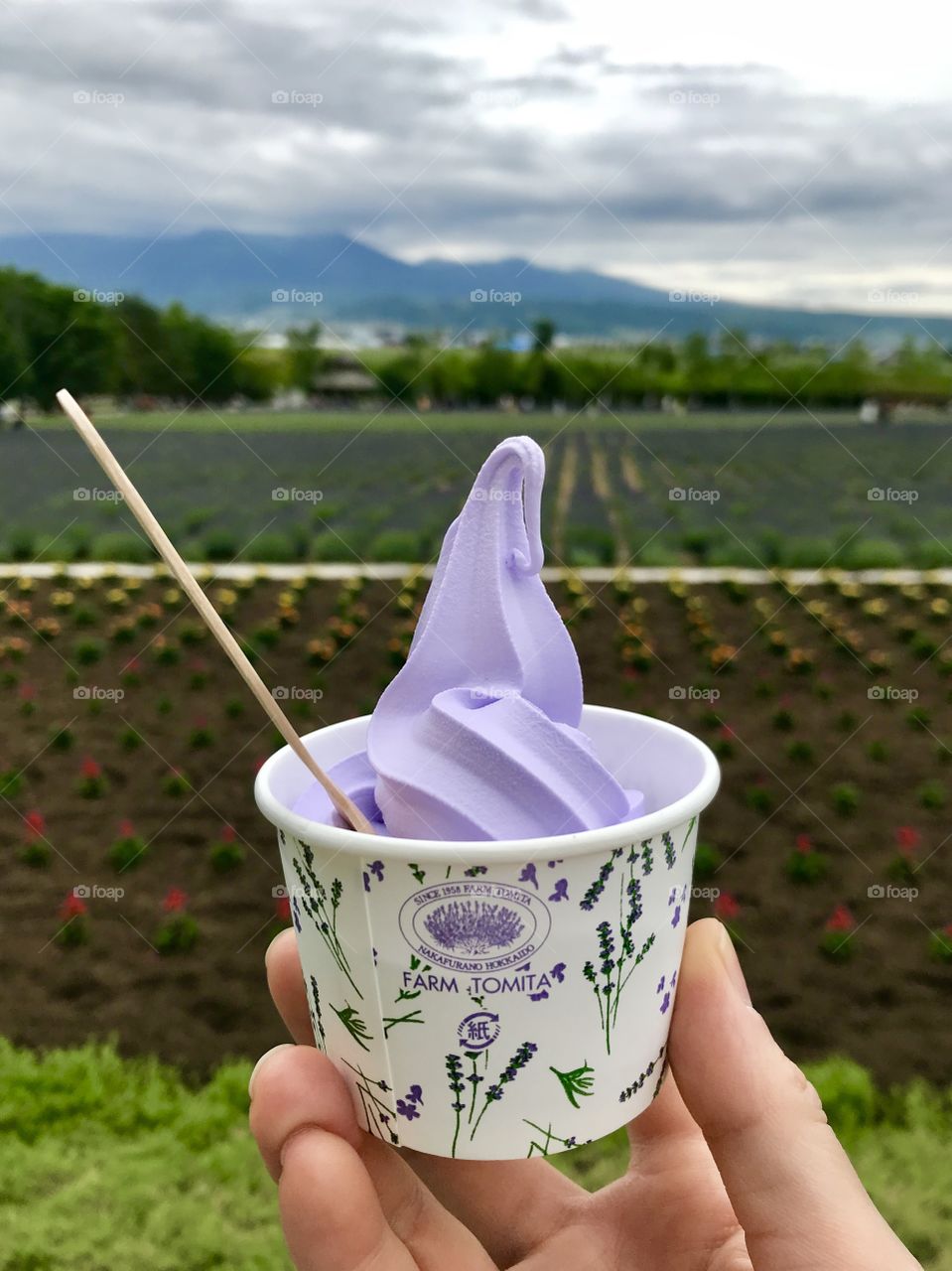 Lavender Ice Cream from Lavender Field