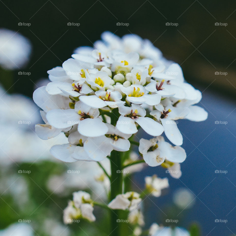 Beautiful tiny white flower close up macro.