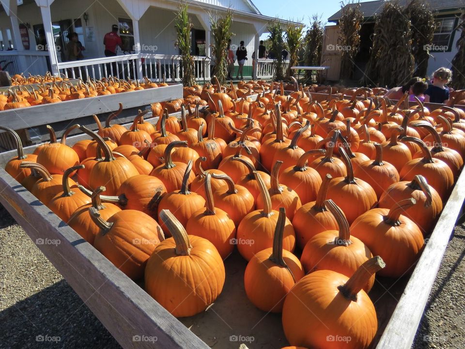 Pumpkins for sale at Patterson’s fruit farm, Kirtland, Ohio USA